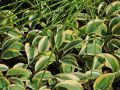 Funkia - Hosta AUTUMN FROST