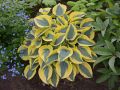 Funkia - Hosta AUTUMN FROST