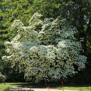 Blumenhartriegels CHINA GIRL 