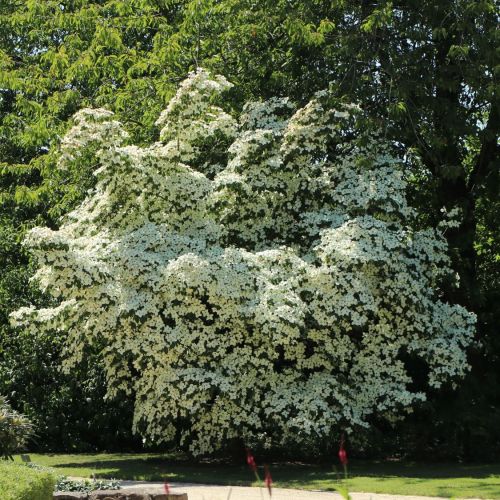 Blumenhartriegels CHINA GIRL 