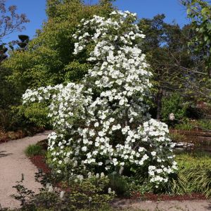 Blumenhartriegels EDDIES WHITE WONDER