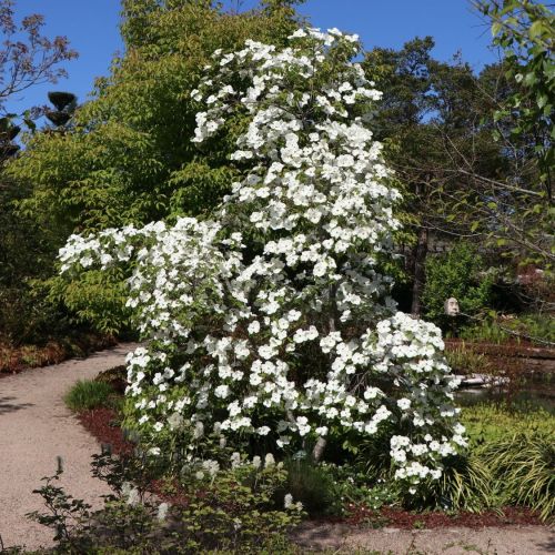 Blumenhartriegels EDDIES WHITE WONDER