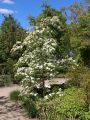 Dereń kousa EDDIES WHITE WONDER