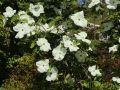 Dereń kousa EDDIES WHITE WONDER