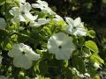 Dereń kousa EDDIES WHITE WONDER