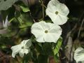 Dereń kousa EDDIES WHITE WONDER
