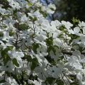 Dereń kousa EDDIES WHITE WONDER