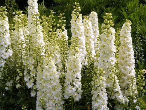 Garten-Rittersporn GALAHAD