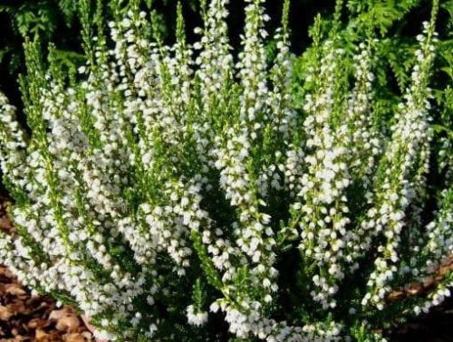 Heidekraut  LONG WHITE