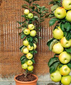 Säulenapfel Bolero