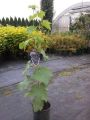Winogrono Granatowe ALDEN