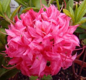 Großblumige Azalee  HOMEBUSH