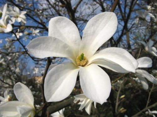 Japanische Magnolie KOBUS