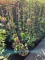 Akebia QUINATA - pięciolistkowa