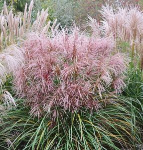 Chinaschilfs POLONUS