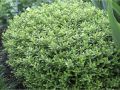 Hebe GREEN GLOBE