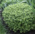 Hebe GREEN GLOBE