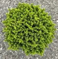 Hebe GREEN GLOBE