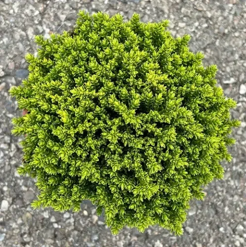 Hebe GREEN GLOBE