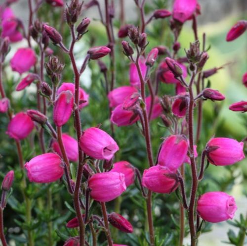 Irischen Glockenheide 'Daboecia cantabrica'
