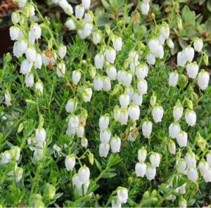 Irischen Glockenheide ‘Alba’