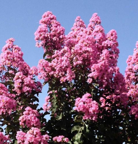 Lagerströmie RAPSHODY IN PINK