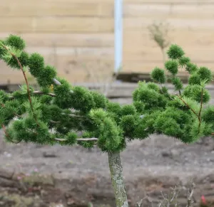 Europäischen Lärche KREJCI