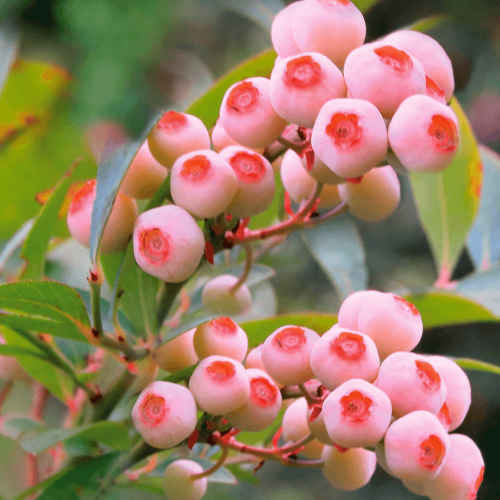 Heidelbeere PINK BONBONS