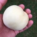 Brzoskwinia BIAŁA lodowa