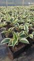 Funkia - HOSTA PATRIOT