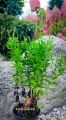 Aster GULIWER