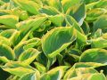 Funkia - Hosta LIBERTY
