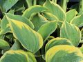 Funkia - Hosta LIBERTY