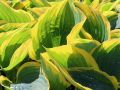 Funkia - Hosta LIBERTY