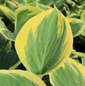 Funkie - Hosta LIBERTY