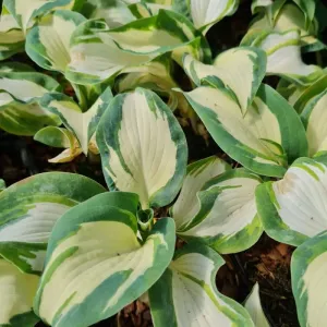 Funkie - Hosta HANS