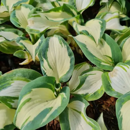 Funkie - Hosta HANS