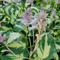 Funkia - Hosta HANS
