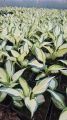 Funkia - Hosta HANS