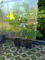Tulipanowiec Amerykański TULIPIFERA