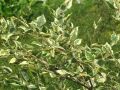 brzoza-nadrzeczna-shiloh-splash-betula-nigra-7.jpg