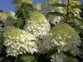 Hortensja Bukietowa PHANTOM