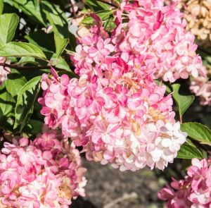 Rispenhortensie Phantom auf Stamm