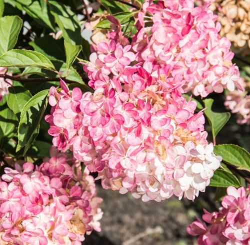 Rispenhortensie Phantom auf Stamm