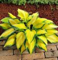 Funkia- Hosta ‘Orange Marmalade’