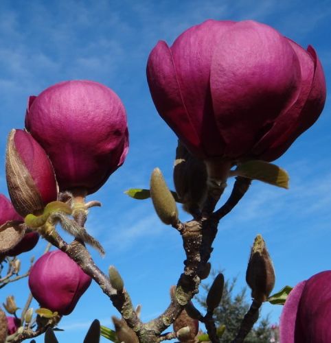 Magnolie BLACK TULIP