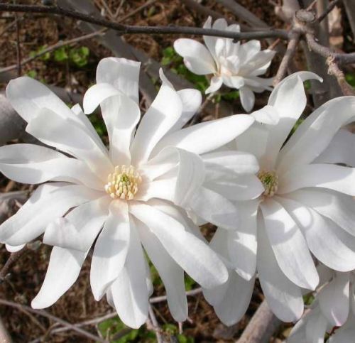 Stern-Magnolie ROYAL STAR