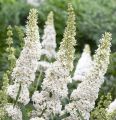 Budleja dawida WHITE BOUQUET