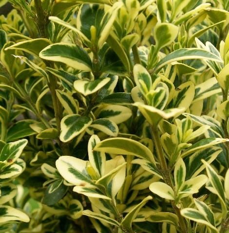 Buchsbaum  ELEGANTISSIMA