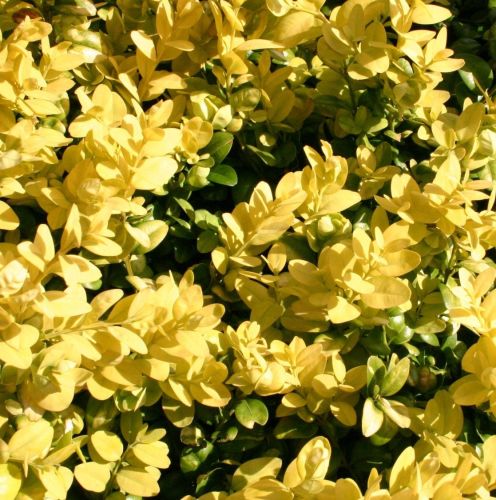 Buchsbaum LATIFOLIA MACULATA